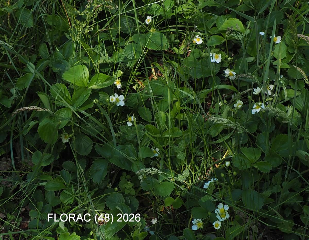 Strawberry, Cultivated plant